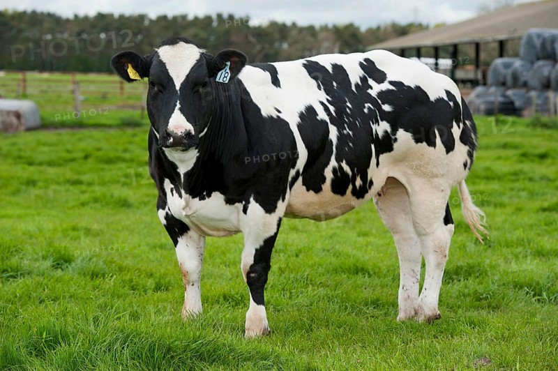 Domestic cattle