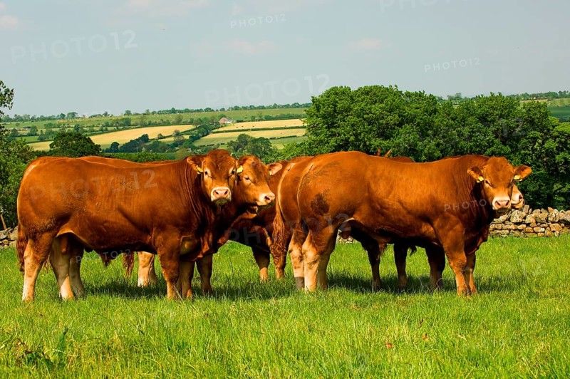 Domestic cattle