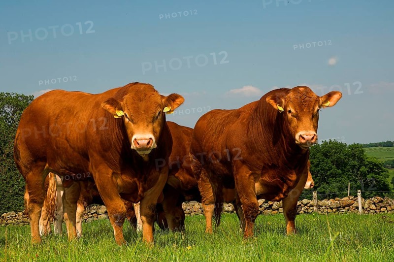 Domestic cattle