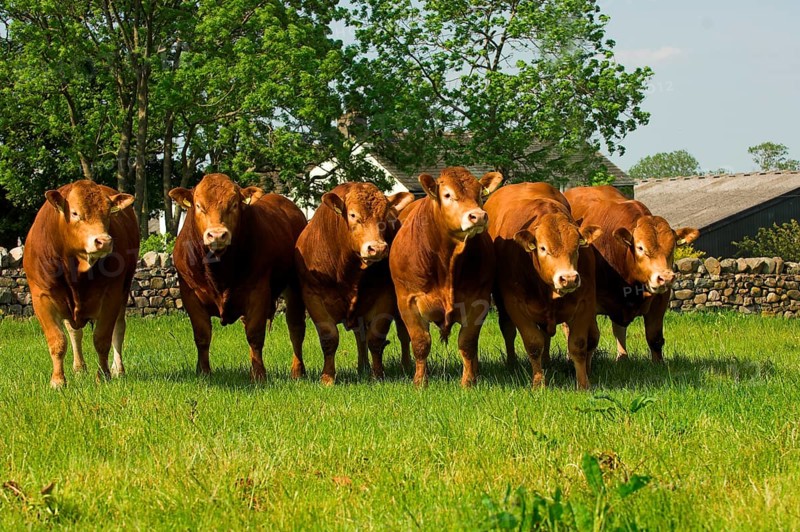 Domestic cattle