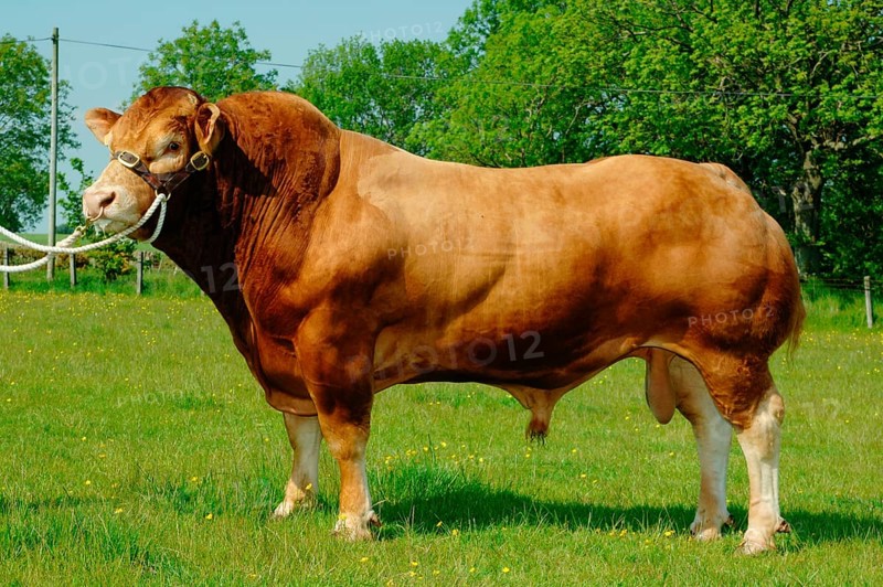 Domestic Cattle