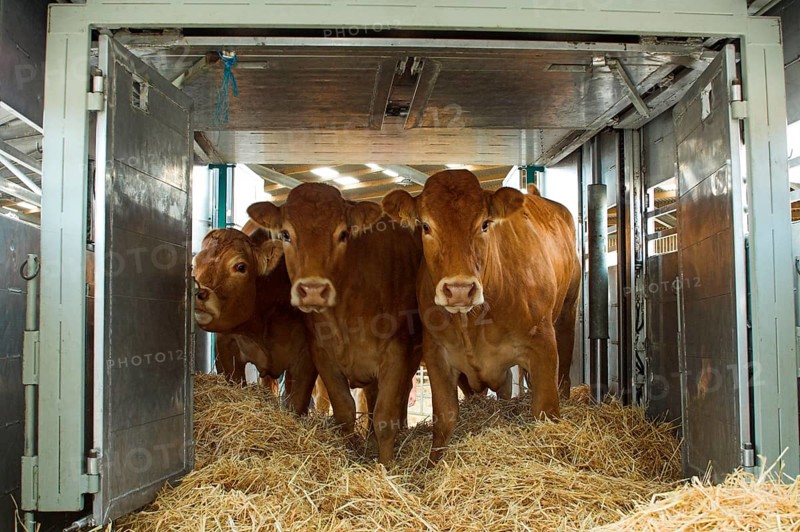 Domestic Cattle