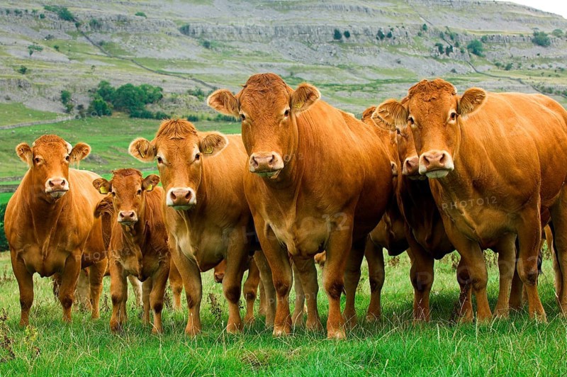 Domestic Cattle