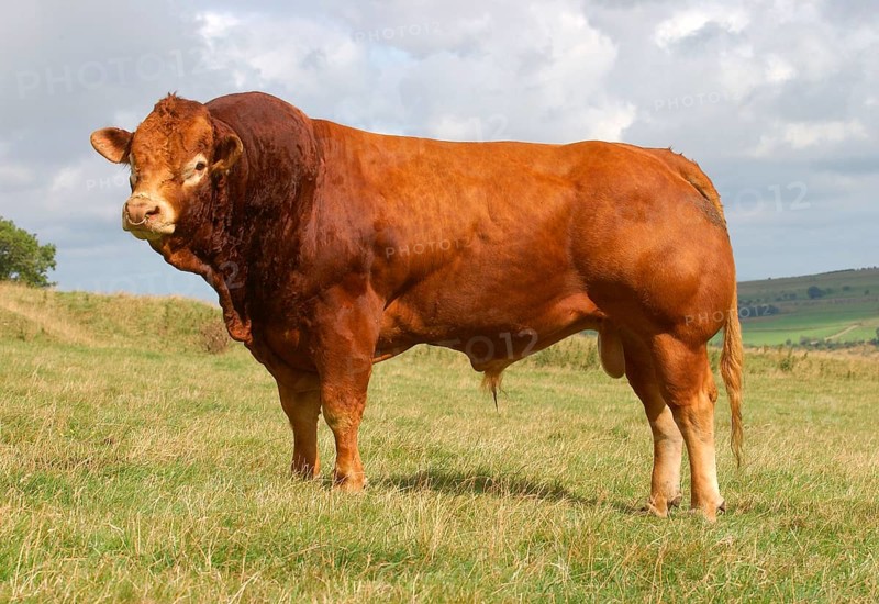 Domestic Cattle