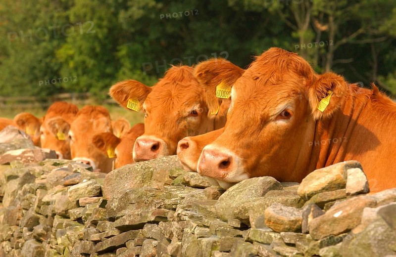 Domestic Cattle