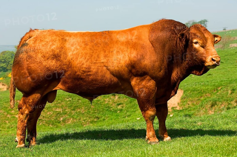 Domestic Cattle
