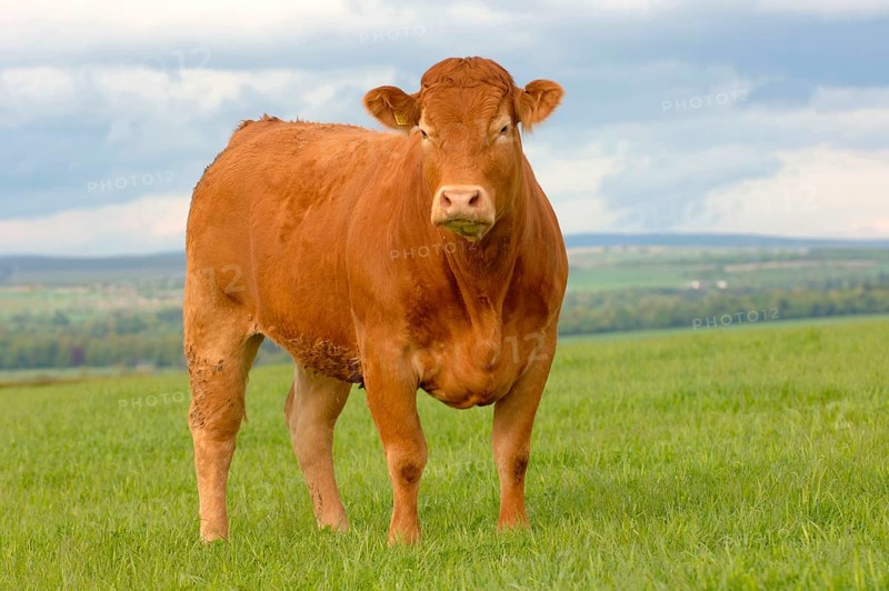 Domestic Cattle