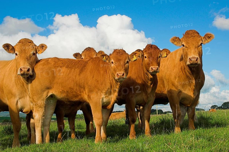 Domestic Cattle