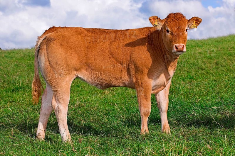 Domestic Cattle