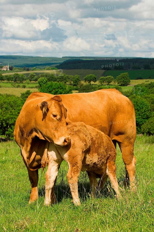 Domestic Cattle