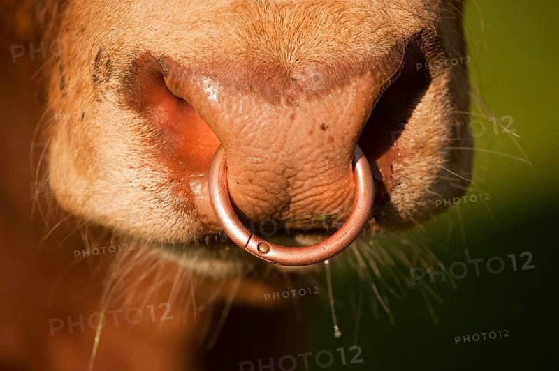 Domestic Cattle