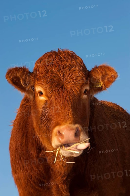 Domestic cattle