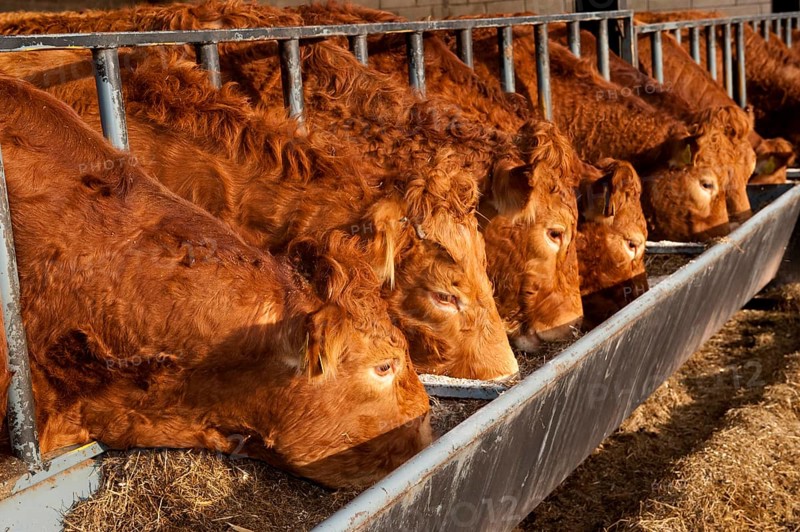 Domestic cattle