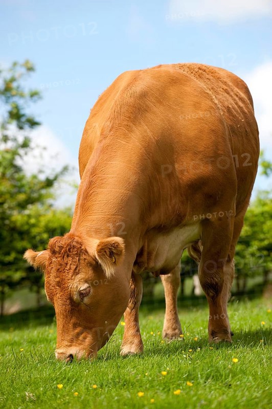 Domestic Cattle