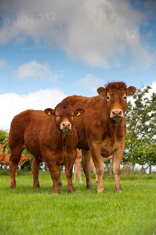 Domestic Cattle