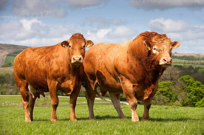 Domestic Cattle