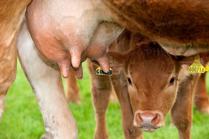 Domestic cattle