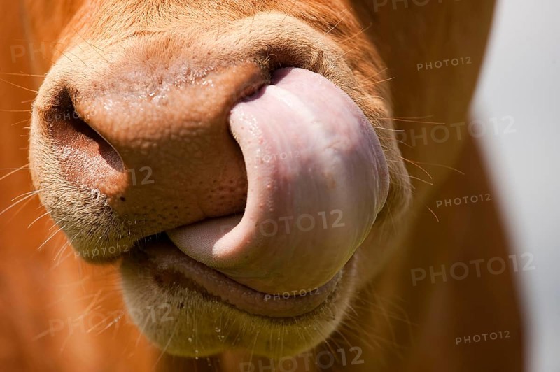 Domestic cattle