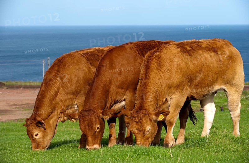 Domestic cattle