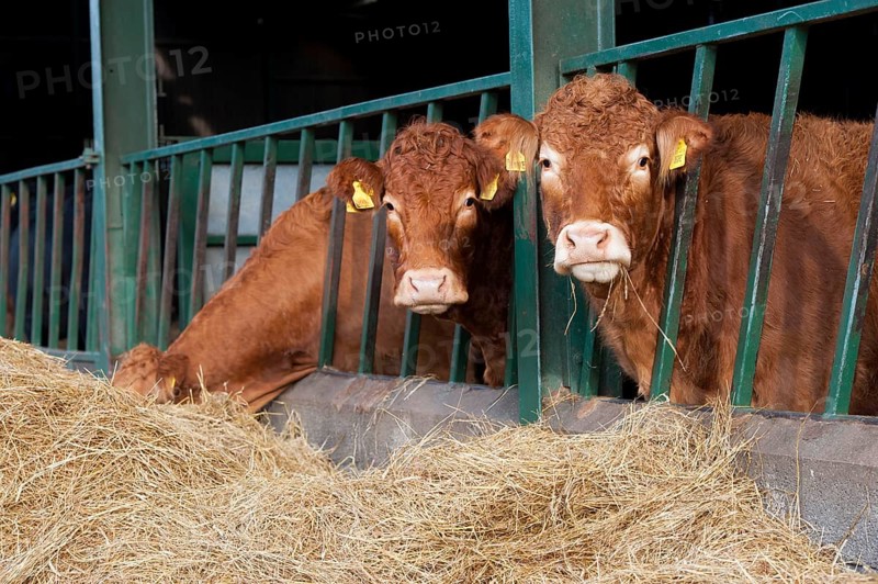 Domestic cattle