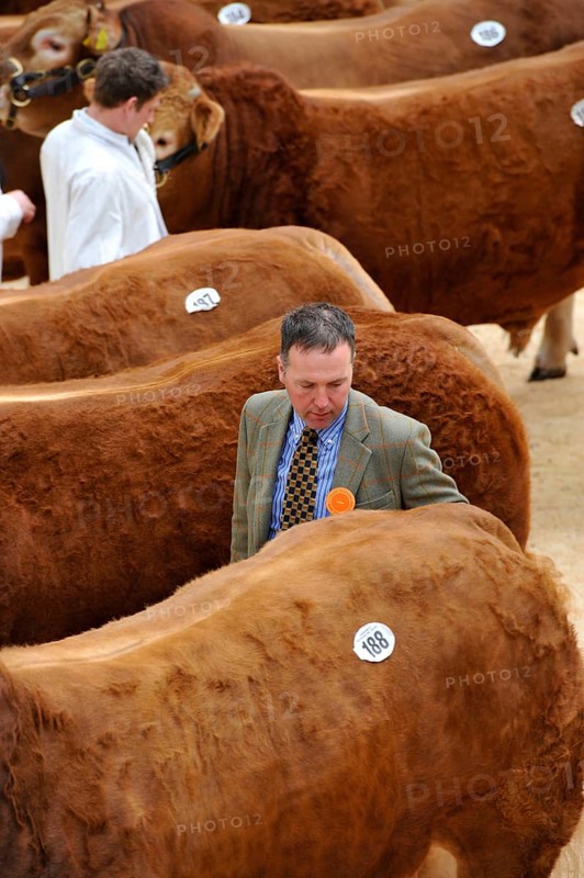 Domestic cattle