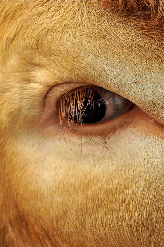 Domestic cattle