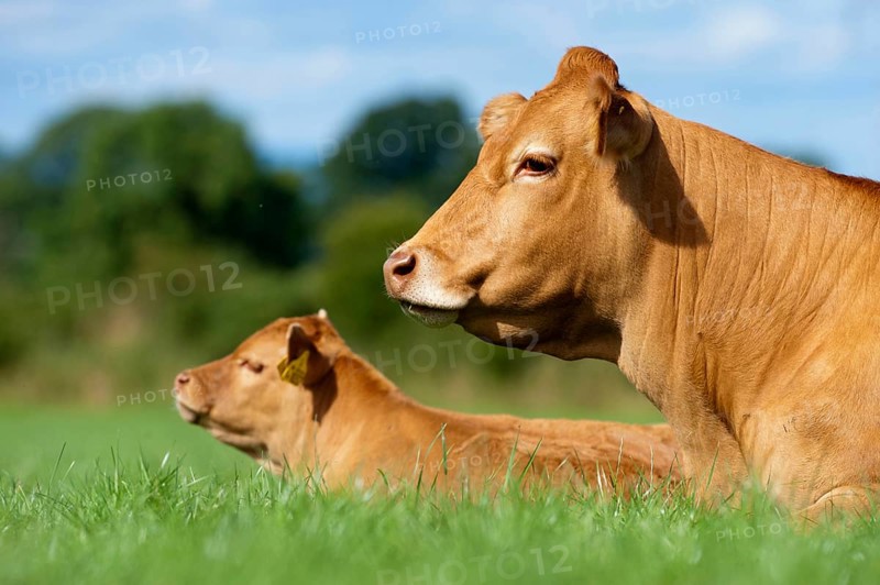 Domestic cattle