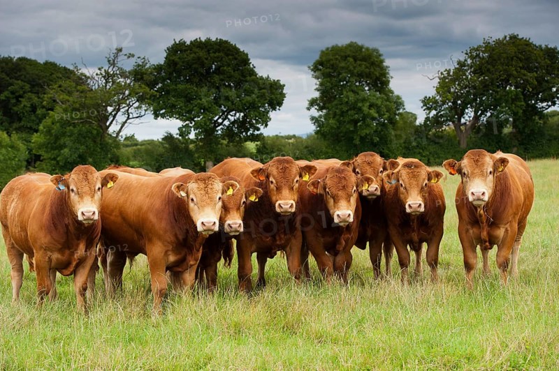 Domestic cattle