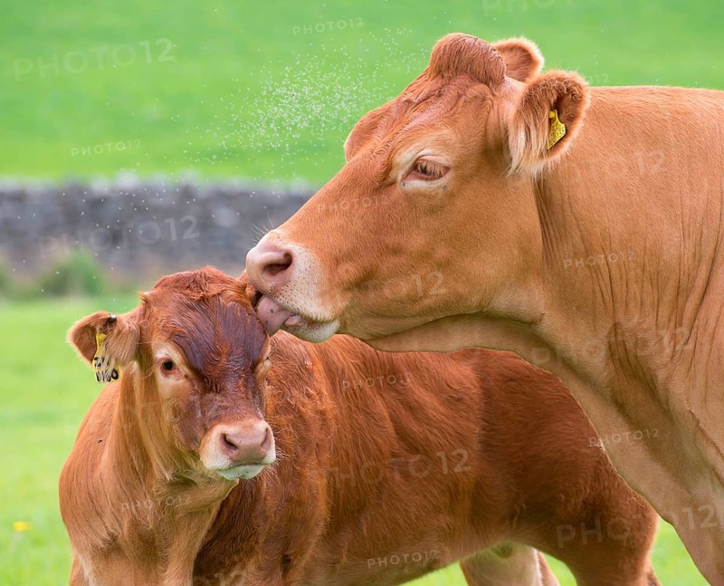 Domestic Cattle