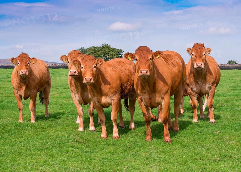 Domestic Cattle