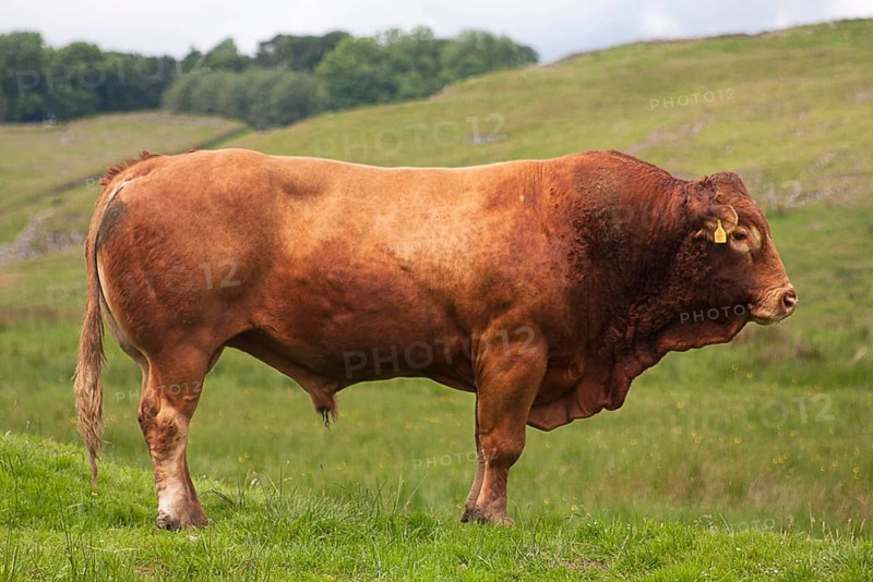 Domestic cattle