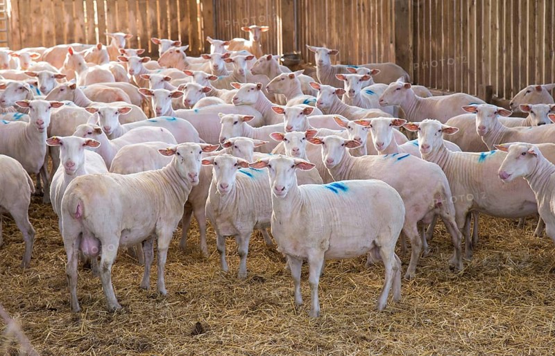 Domestic Sheep