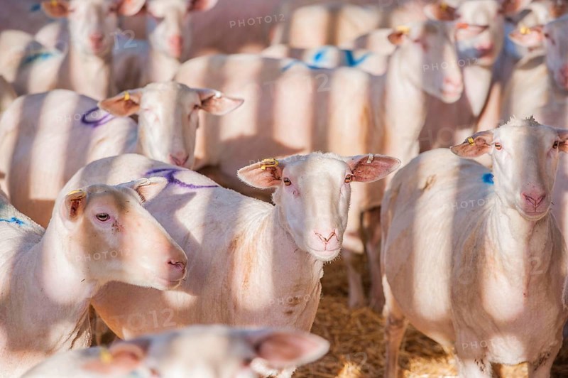Domestic Sheep