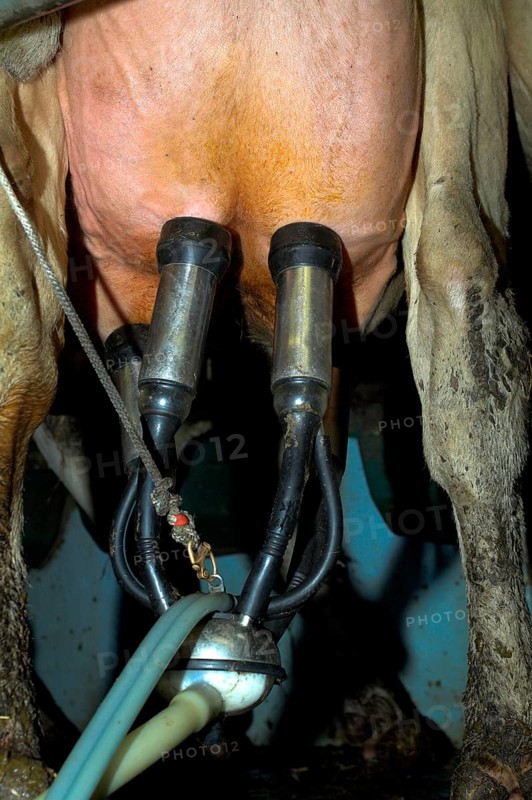 Dairy farming