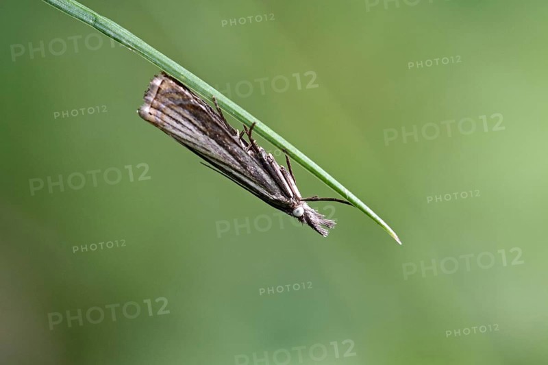 Weevil