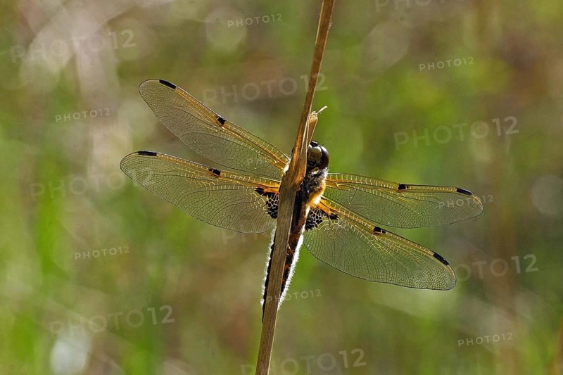 Four-spotted dragonfly