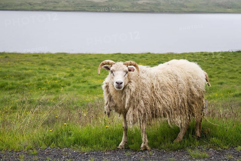 Icelandic Sheep
