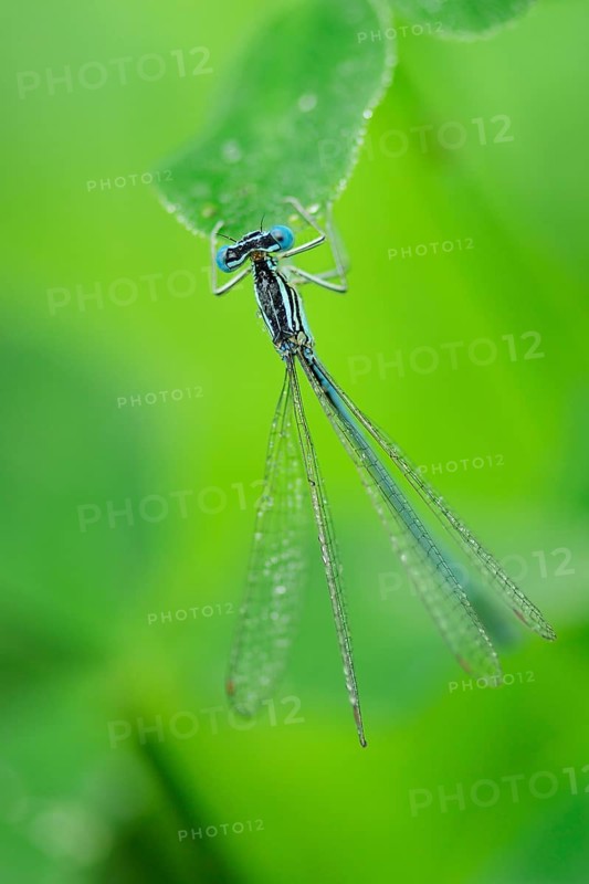 Common Darter