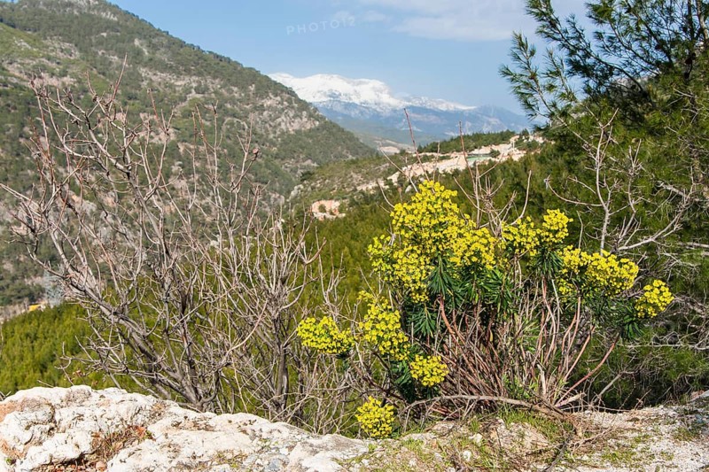 Large Mediterranean Spurge