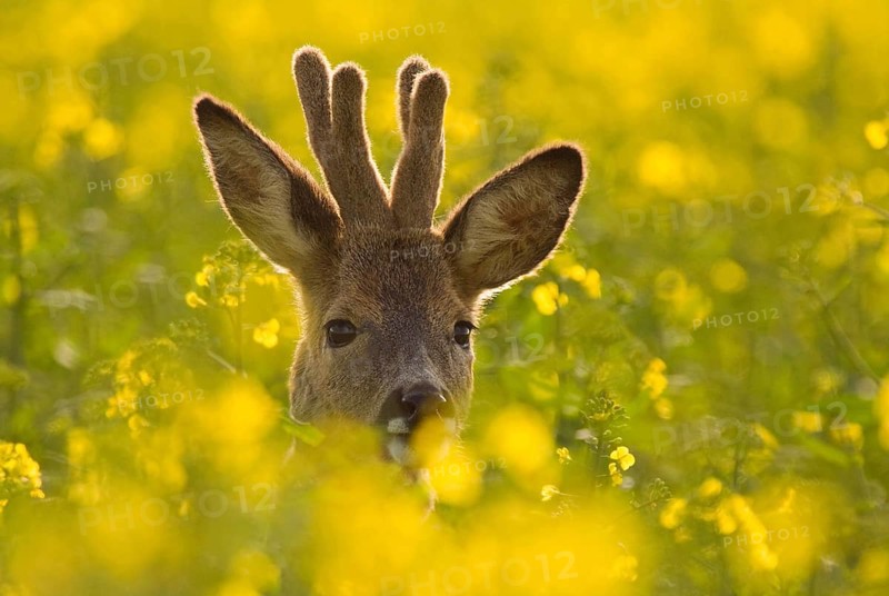 Roebuck