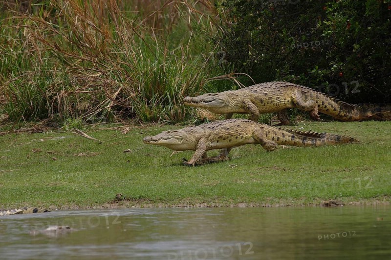 Nile crocodiles
