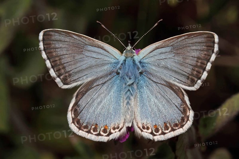 Silvery-green Blue