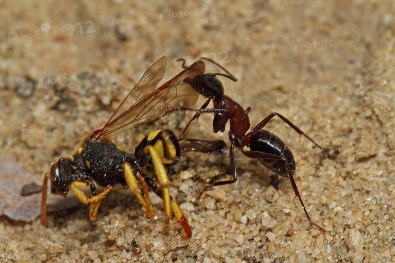 Red ant