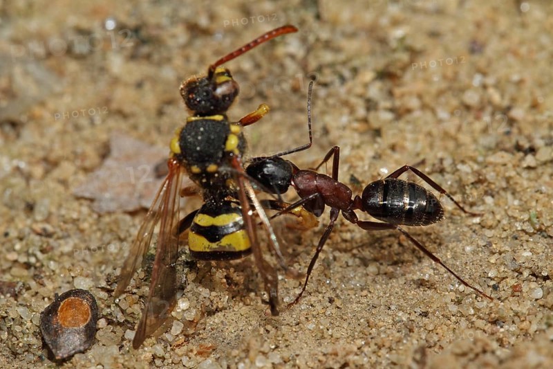 Red ant