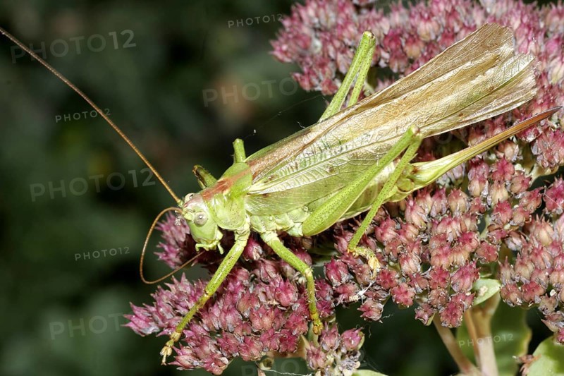 Greater green hayseed
