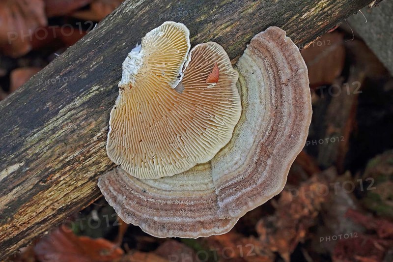 Trametes betulina