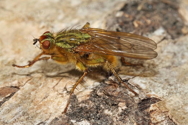 Yellow manure fly