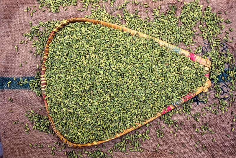 Cardamom
