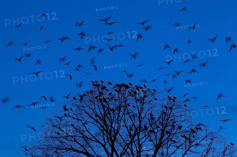 Rooks