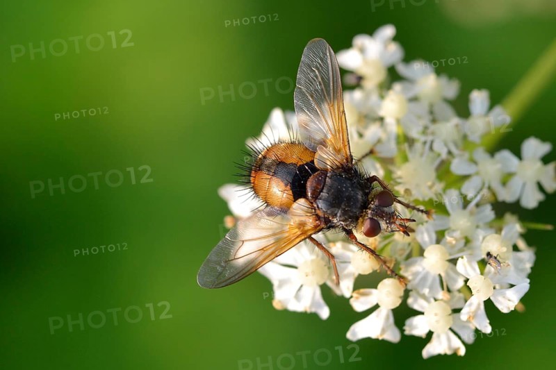 Hedgehog fly